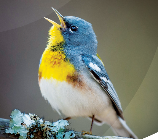 Protecting Our Feathered Friends: Updated Guidelines for Safer Homes