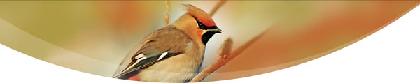 Seasonal banner