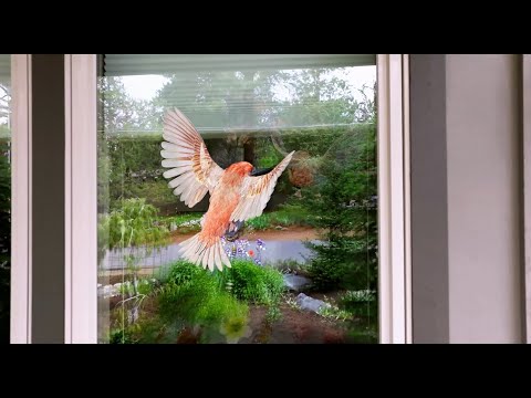 Stop Bird Attack in use and applied on a window.