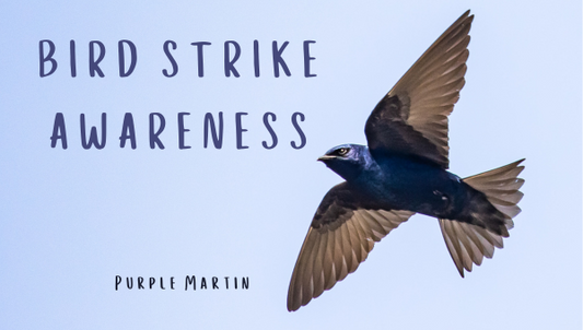 Spotlight on Bird Strike Awareness: Safeguard Purple Martins This May