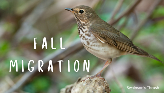 Nighttime Migration: Protecting Birds This September