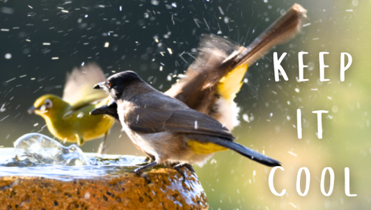 Summer Lifelines: How Shade, Shelter, and Water Protect Birds from Heat & Hazards