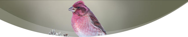 Seasonal banner