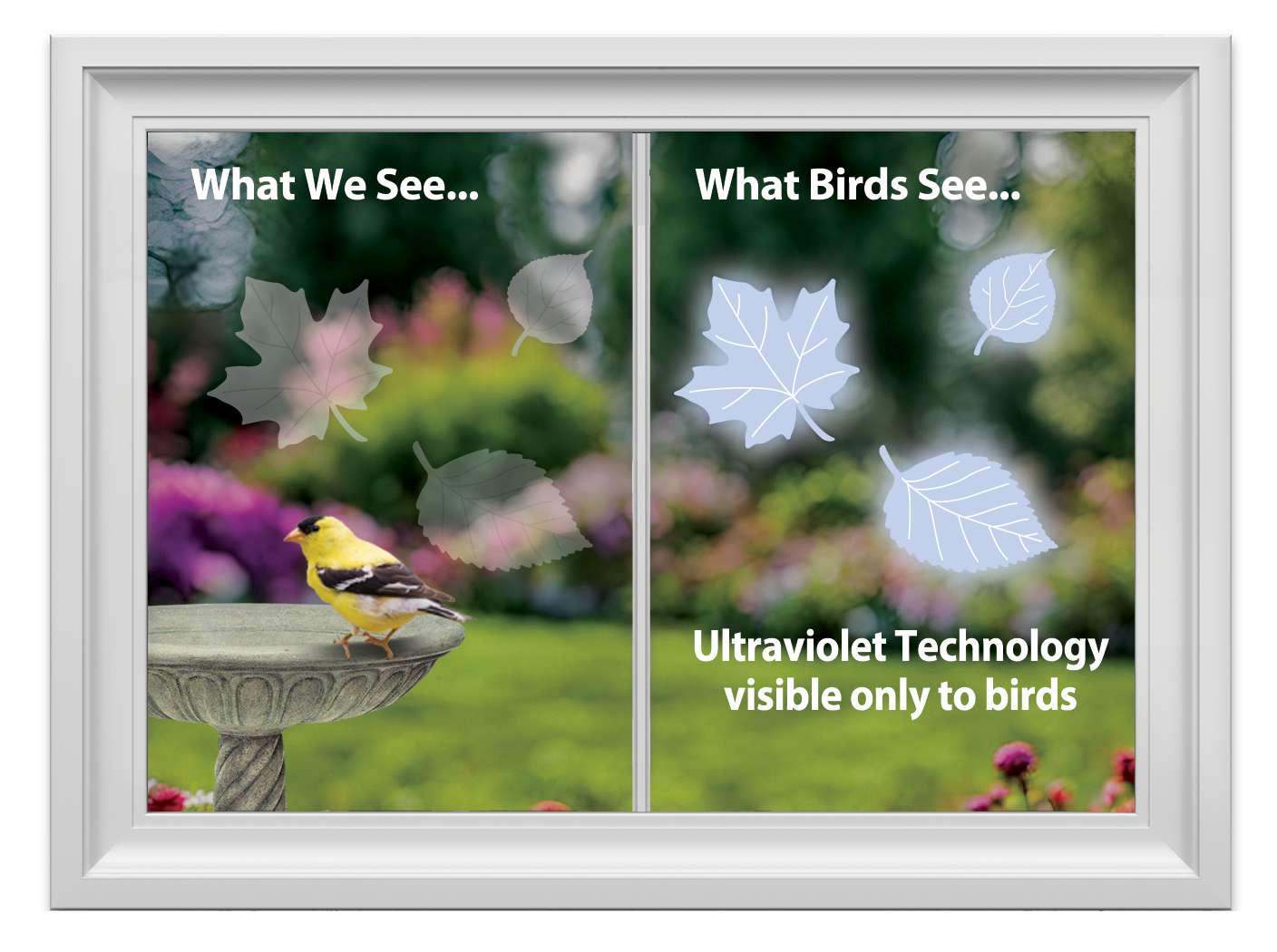 Supporting image - What Birds See